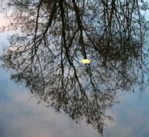 последний из могикан