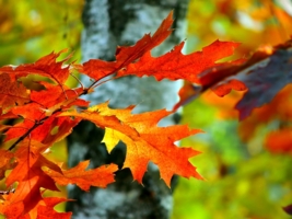 Осенний лист