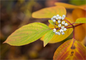 Цвета осени...