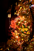 Солнечная листва