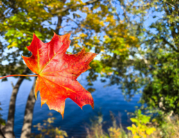 Пламенный клен