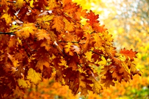 Осенние листья.