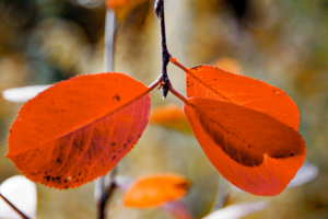 Красный стоп.