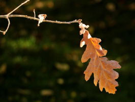 Одиночество