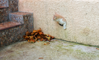 Что здесь шуршит?