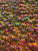 Сентябрьский тетрис