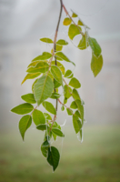 Последняя зелень ноября