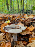 С дуба падают,листья ясеня ..