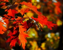 Дуб красный