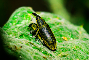 на зеленом листе