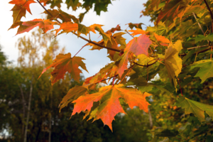 Рыжий лист кленовый...