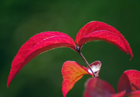 Багрянец октября