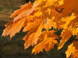 Осенние листья