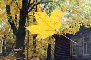 Лист к окошку прилипает золотой