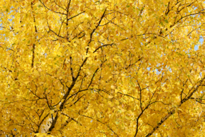 Под осенним золотом берёз