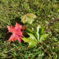 Кленовые литья