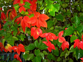 После дождя