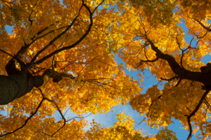 Раскрасив небо осенью