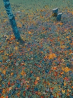 сегодня осенью сентябрь