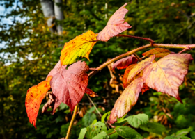 Ежевика осенью