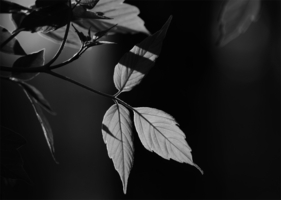 Светятся листья насквозь одинокие