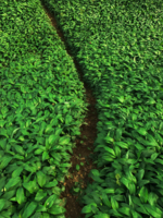 Черемшовая тропа