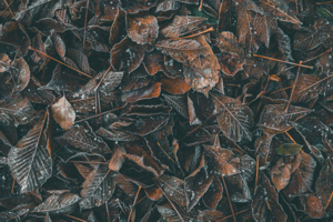 Потускнели и замерзли. Осень в ноябре