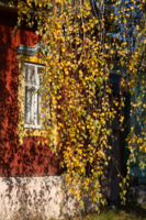 Осень под окном