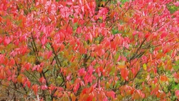 Пламя осени.