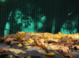 Осенний сон.