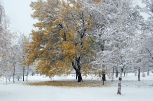 Клен ты мой опавший...