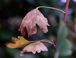 Застывшие в поклоне