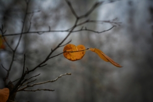 Сегодня был туман