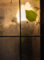 Тоска зеленая