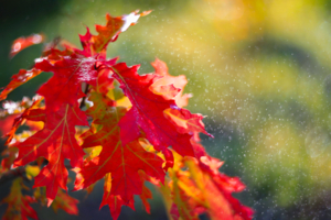 Яркая осень