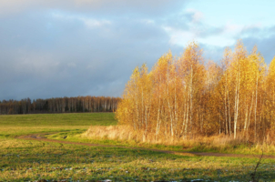 Отговорила роща золотая...