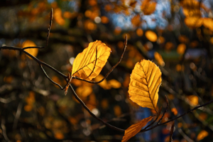 Осенние шепталки