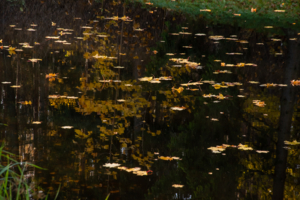 Осенний переполох