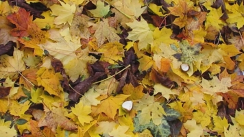 Вальс Бостон.