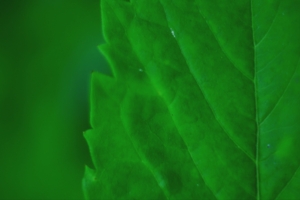 Зеленый лист