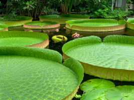 Виктория амазонская