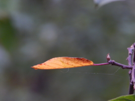 Лодочка, да на ниточке...