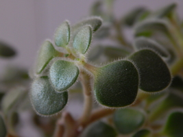 Волосики вздыбились