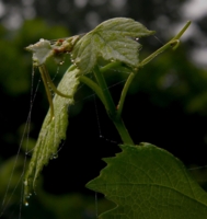 Молодая поросль