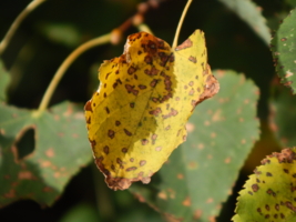 Леопардовый платочек