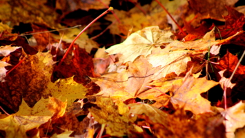 Осенние листья.