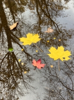 Осенний этюд