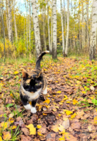 Слияние с осенним нарядом