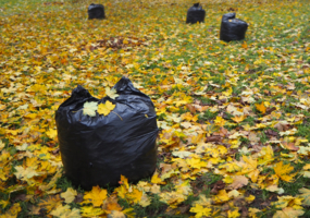 Осенний ковёр