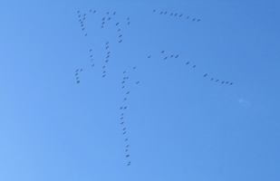 Журавлиный клин